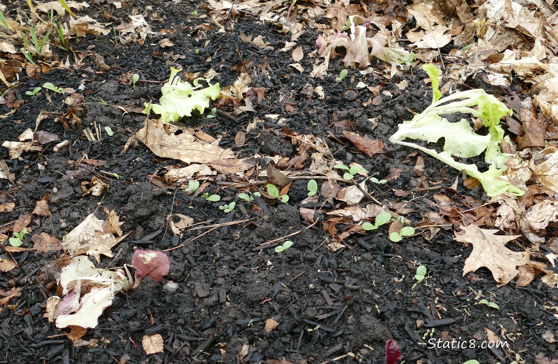 flopped over lettuce plants