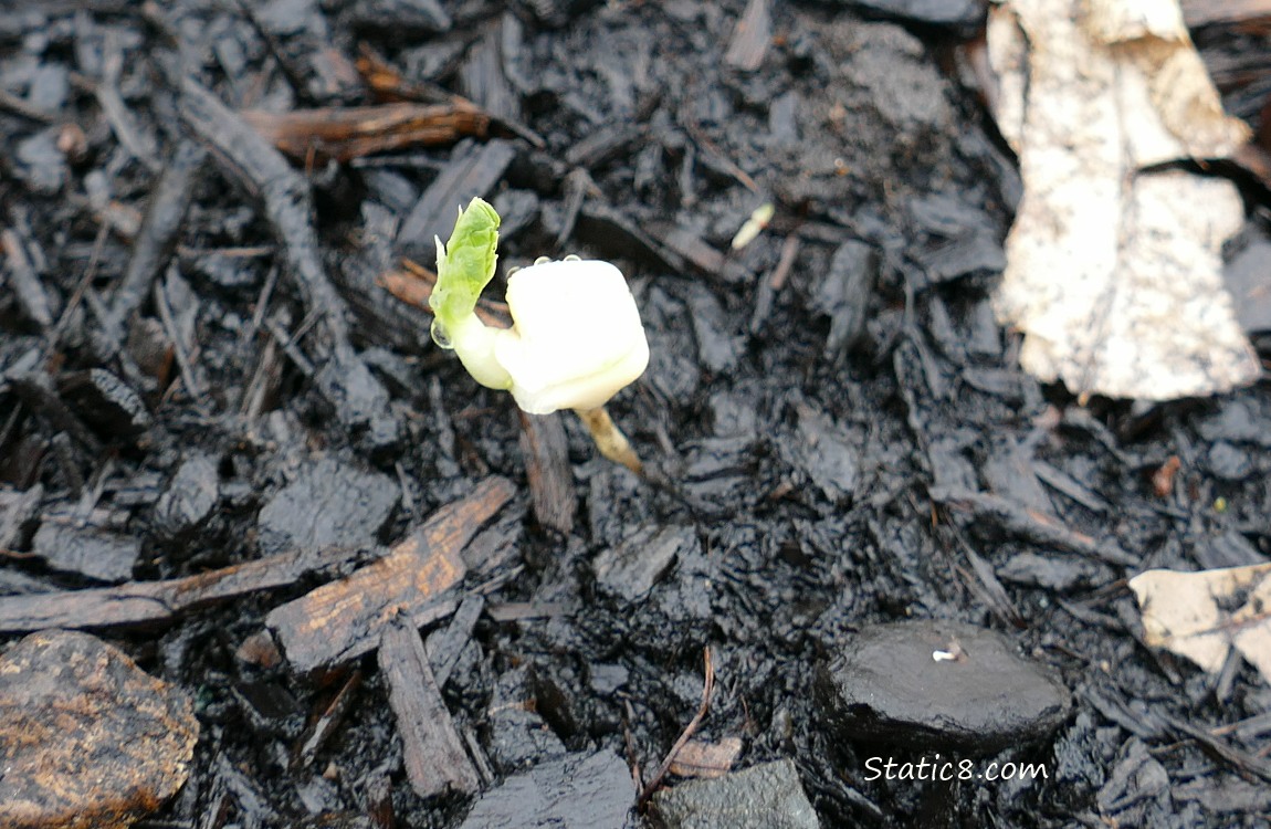 Pea germinating in the dirt