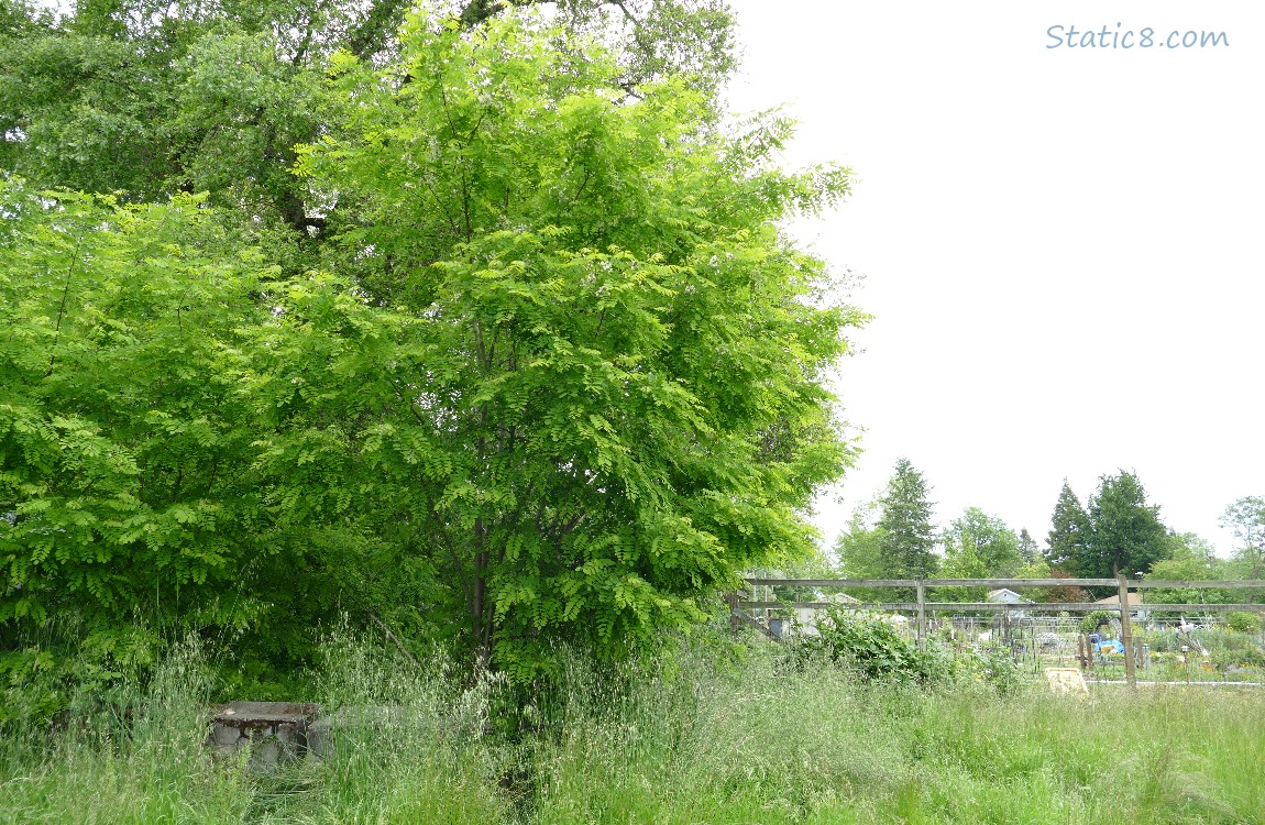 Black Locust tree next to the wood fence of the Community Garden