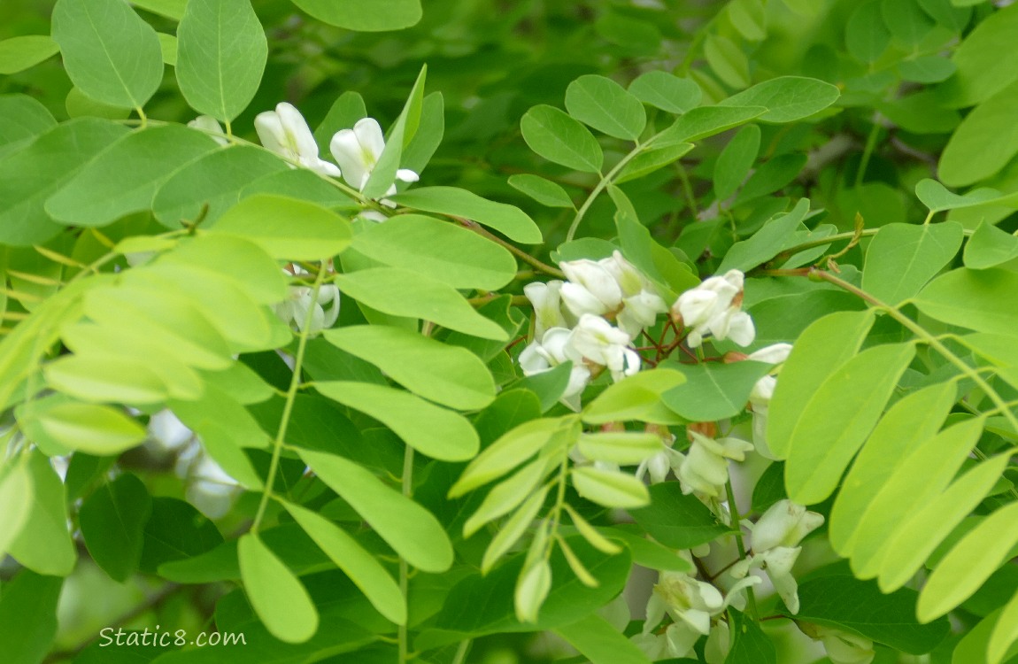 Flowers and leaves of a Black Locust tree