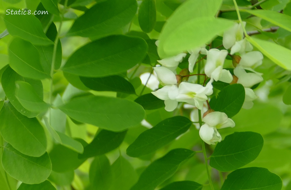 Flowers and leaves of a Black Locust tree