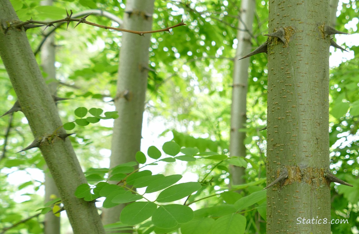 Thorns on the trunks of the Black Locust trees
