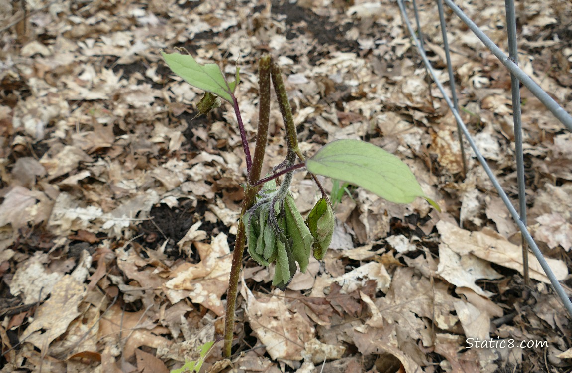 Broken Sunflower