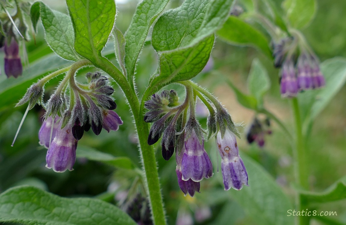 Comfrey blooms and leaves
