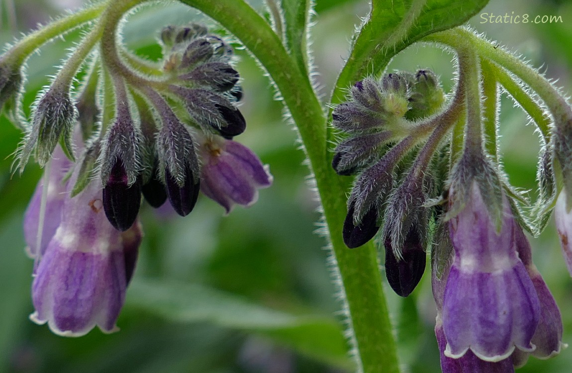 Close up of Comfrey blooms