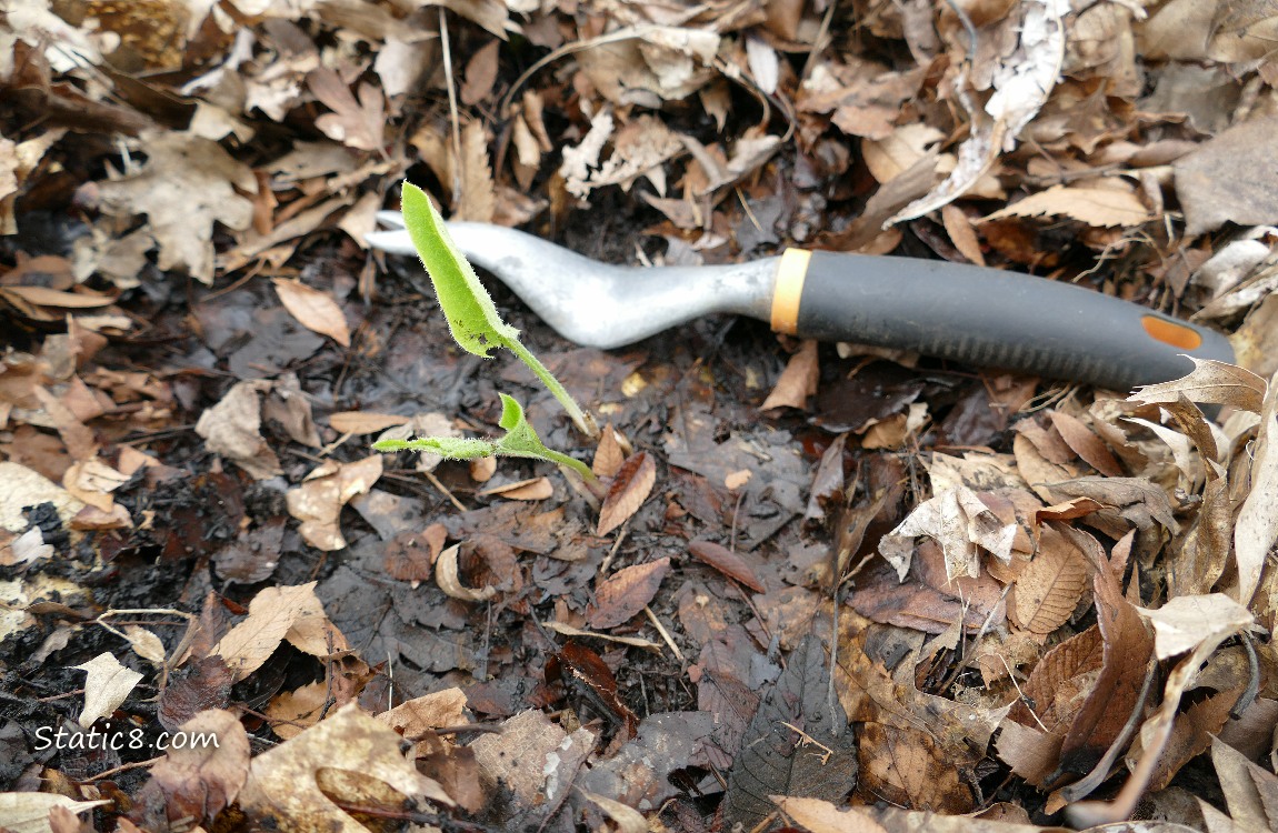 small Comfrey leaves emerging from the ground, with a Dandelion tool behind it