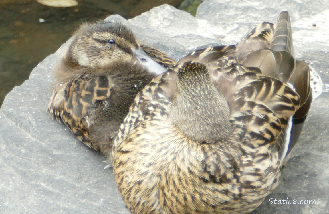 Duckling and Mama duck napping on a rock