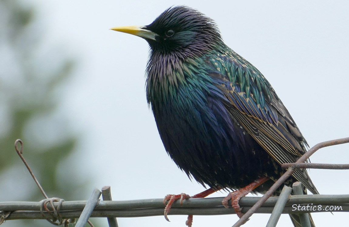 European Starling standing on a wire trellis