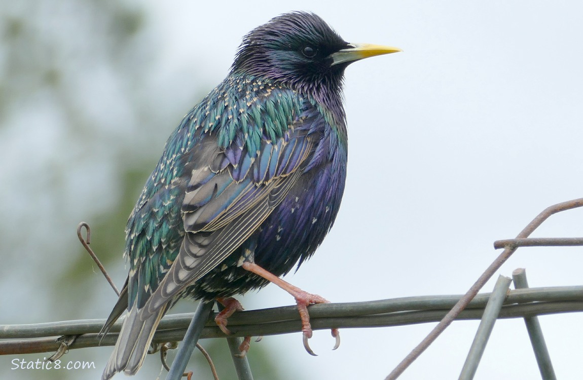 European Starling standing on a wire trellis