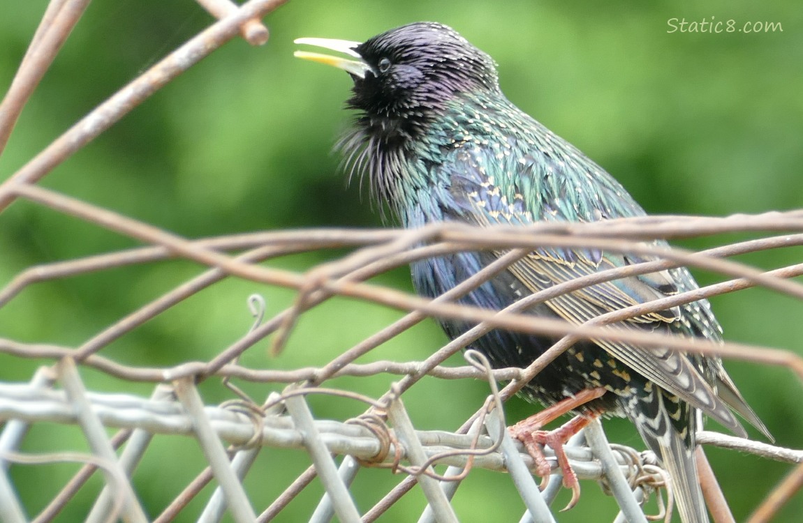 European Starling singing from a wire trellis