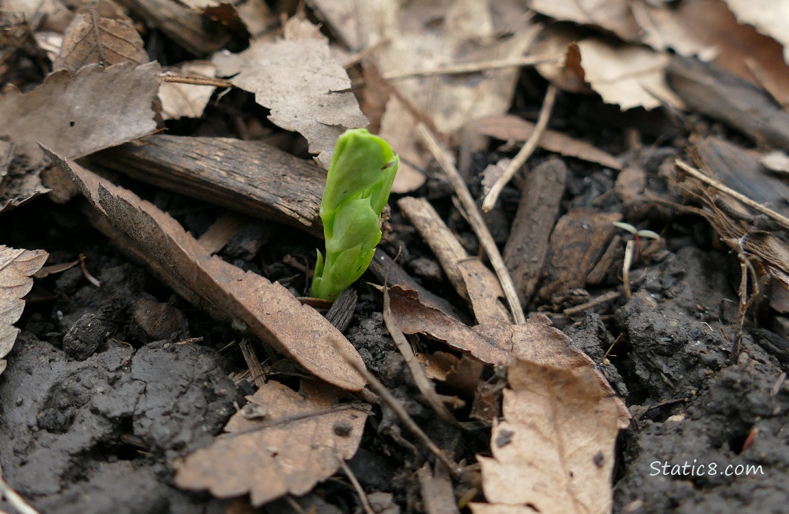 Fava seedling emerging from the dirt
