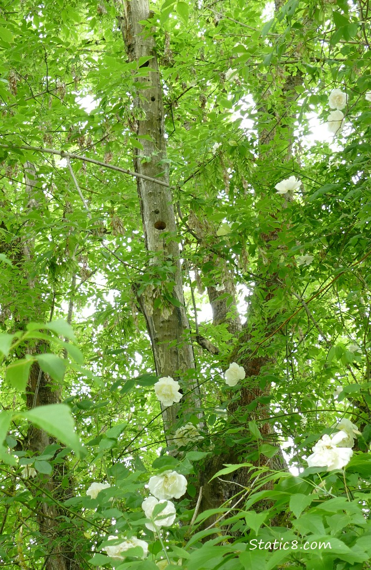 Looking up at the Flicker snag and roses climbing the trees
