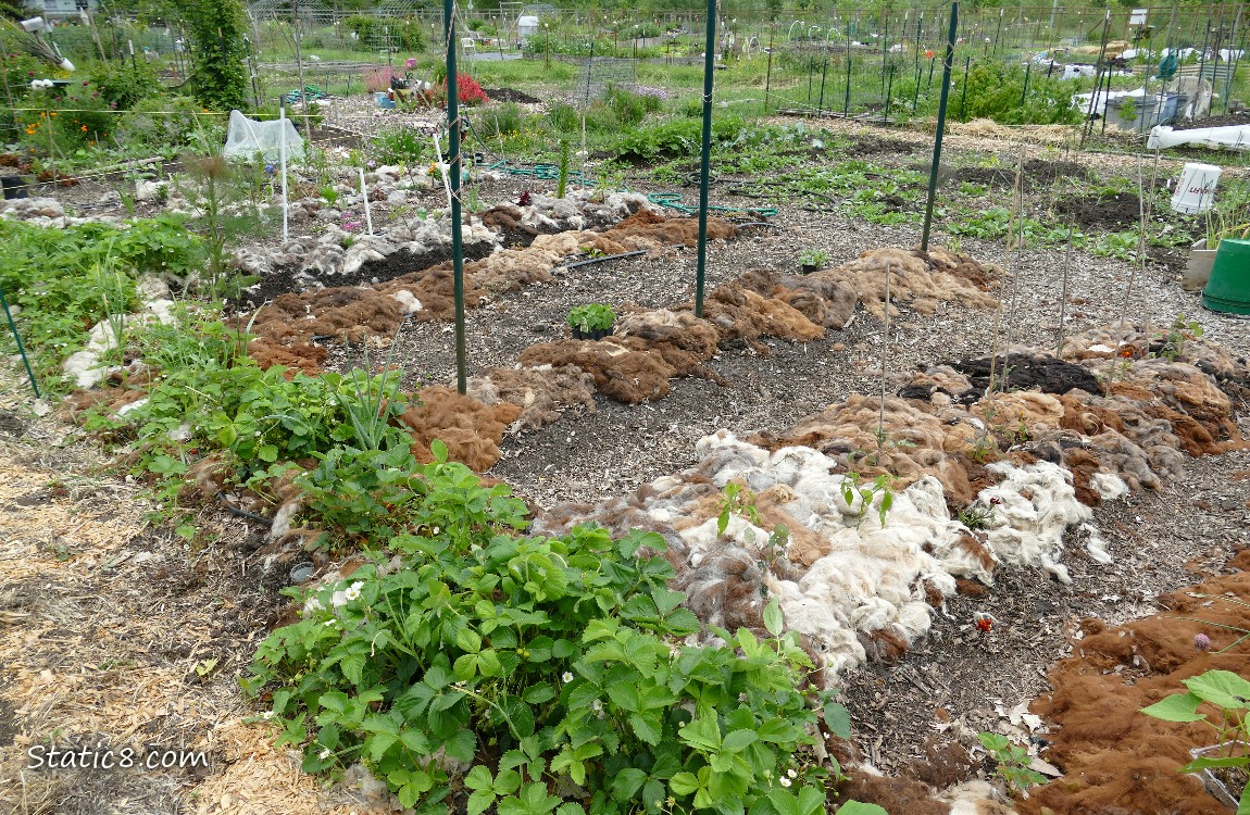Garden plot with rows of fur on the ground