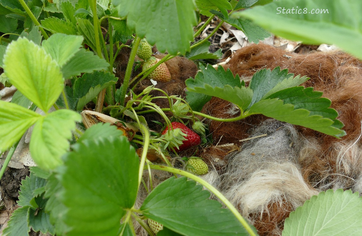 Strawberry fruits sitting on fur