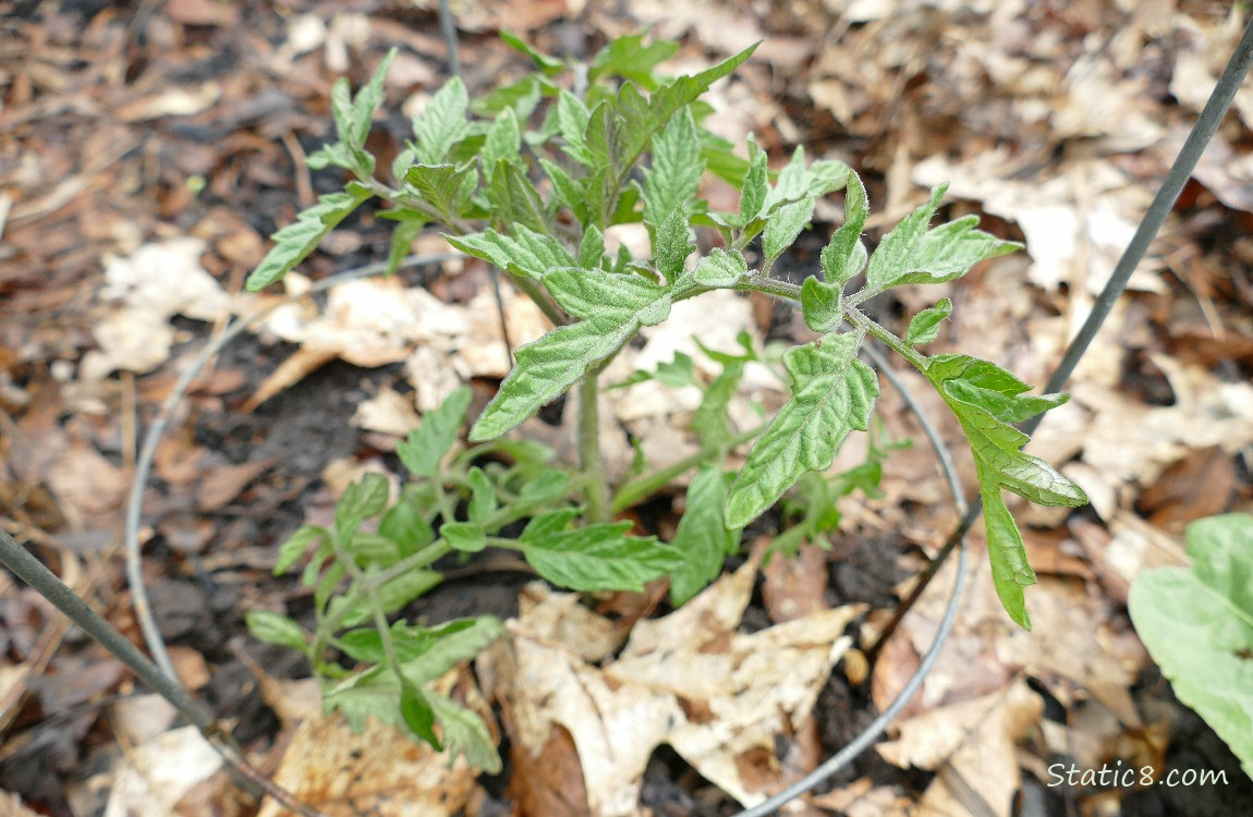 Small tomato plant growing in the ground