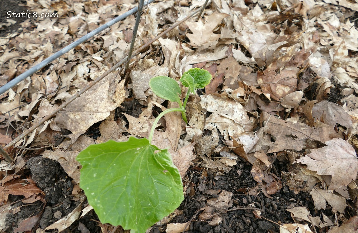 Cucumber plant growing in the ground