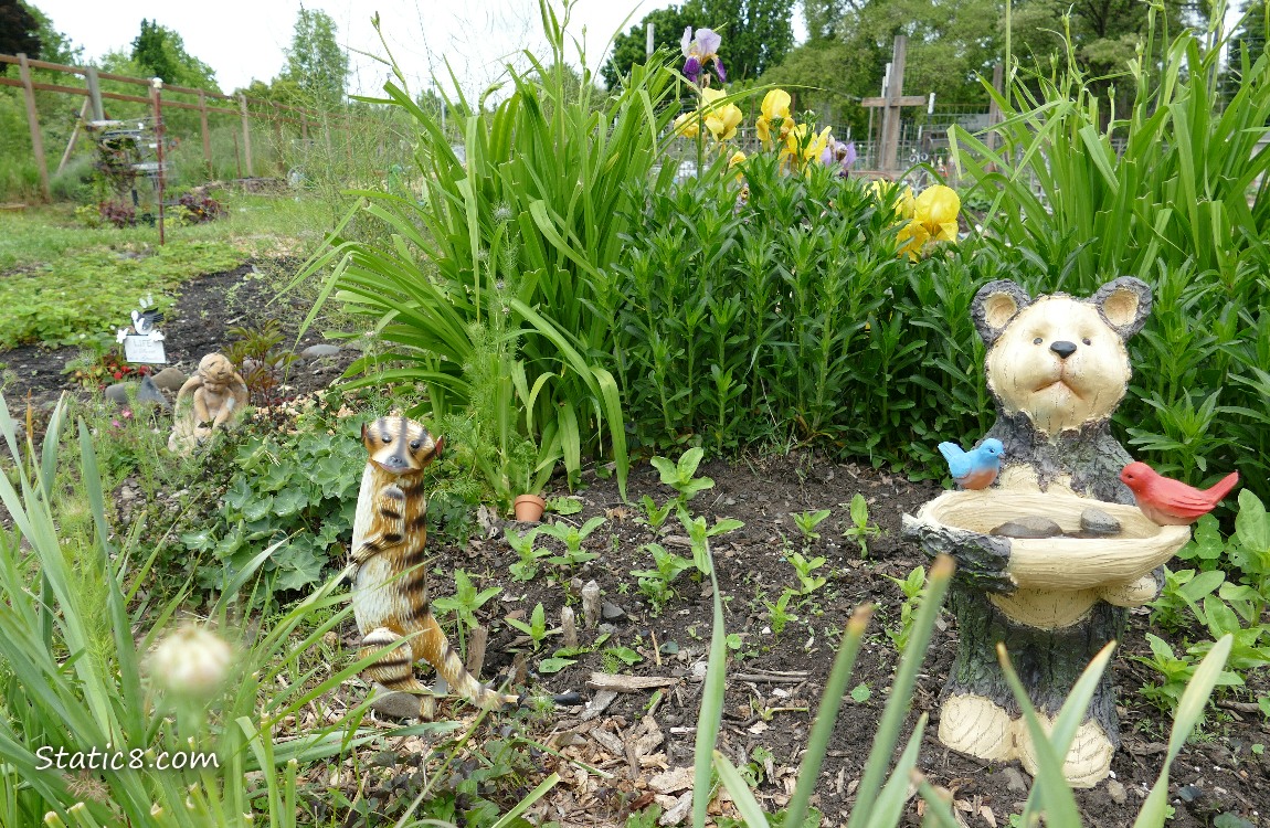 garden plot