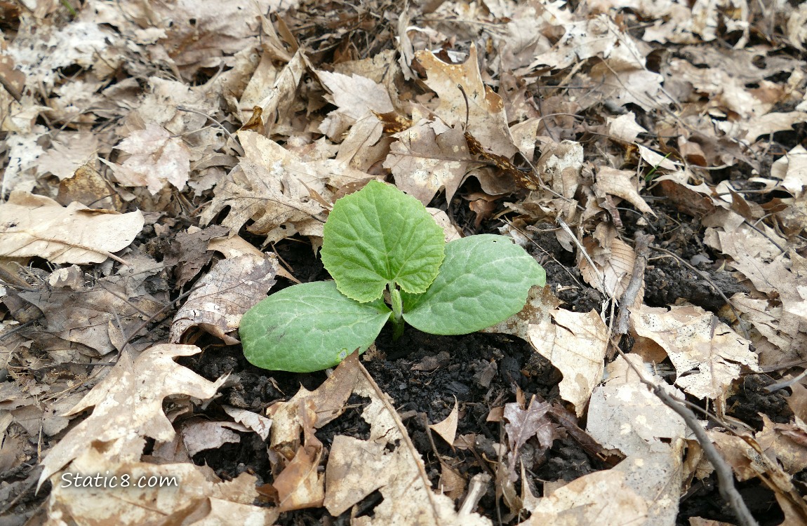 Squash plant growing in the ground