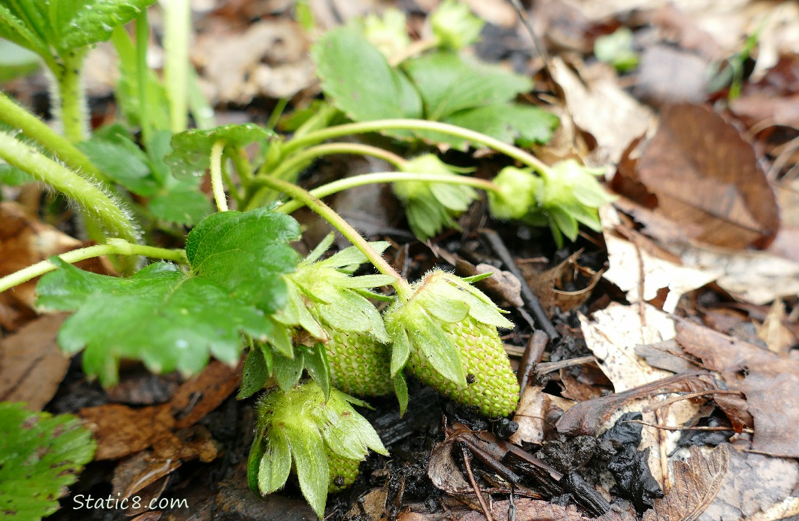 Strawberry fruits growing on the plant