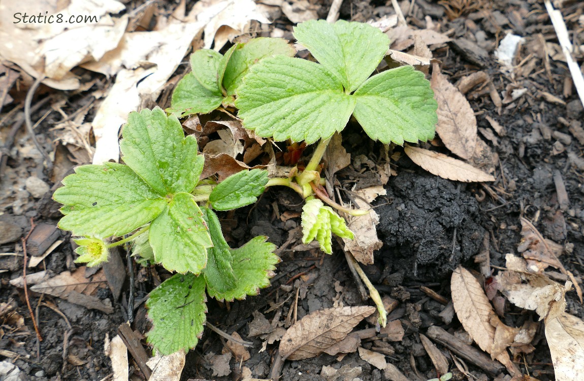 Small Strawberry plant growing in the ground