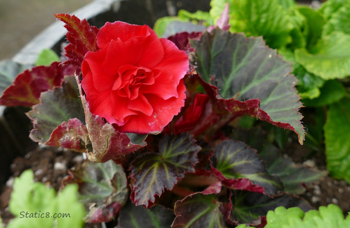 Red bloom on a Tuberous Begonia in a pot