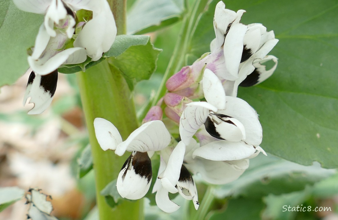 Fava blooms
