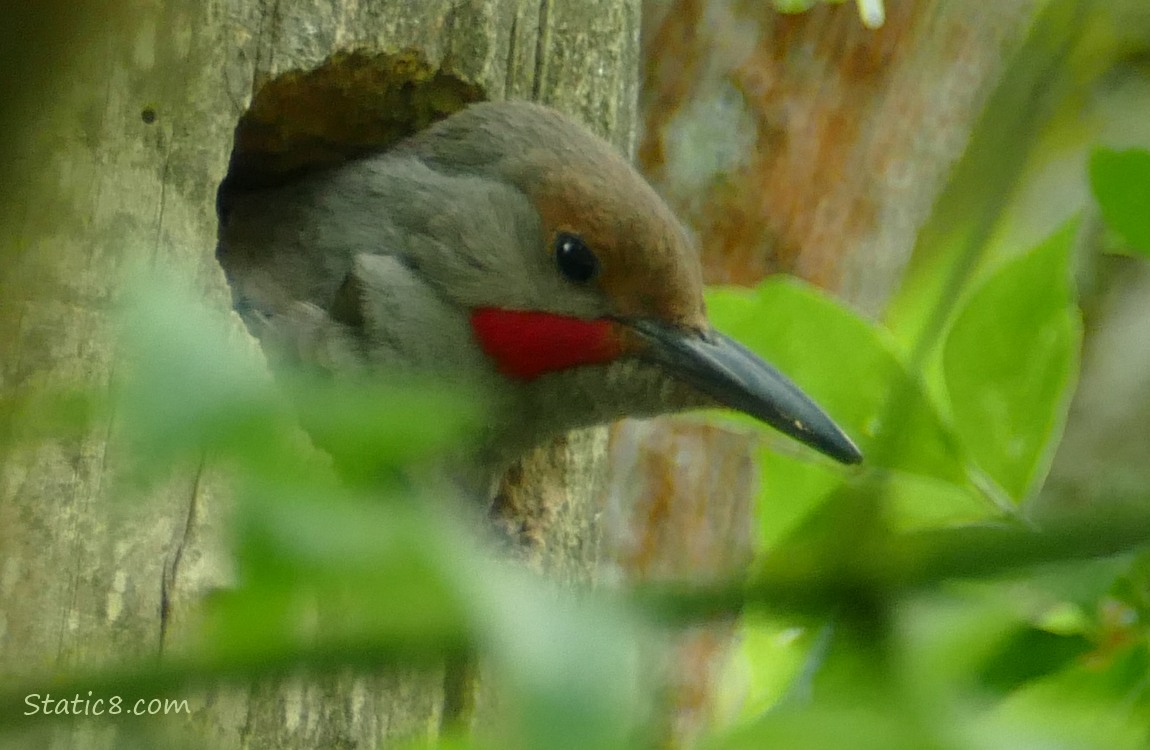 Male Northern Flicker looking out of the woodpecker hole