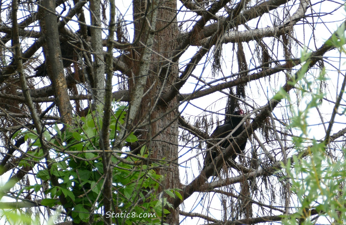Vulture in a tree