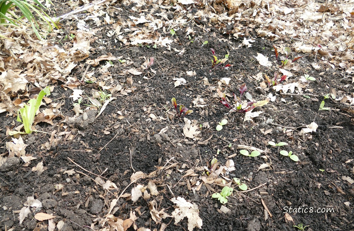 Garden plot