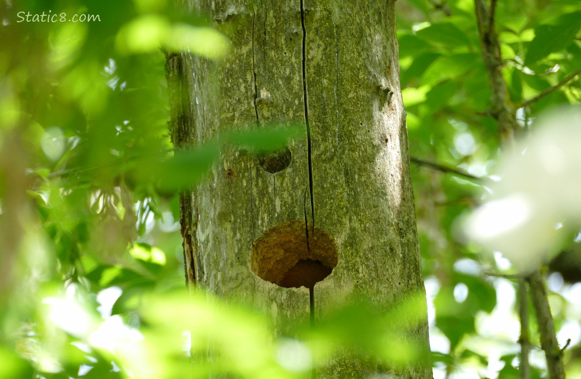 Woodpecker hole in a dead tree trunk