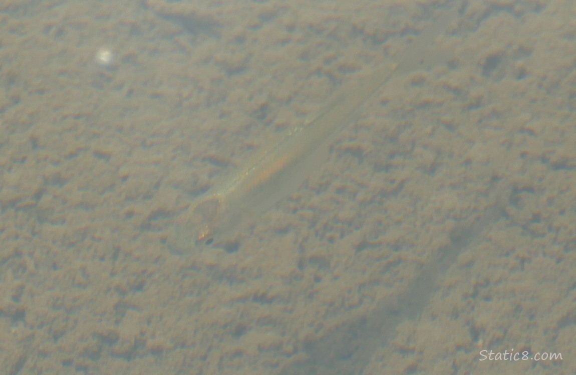 Minnow