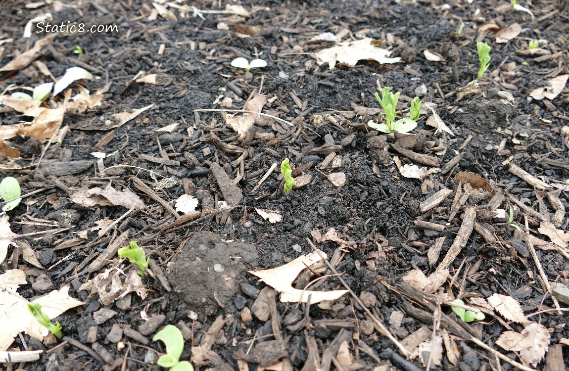 Snap Peas germinating from the ground
