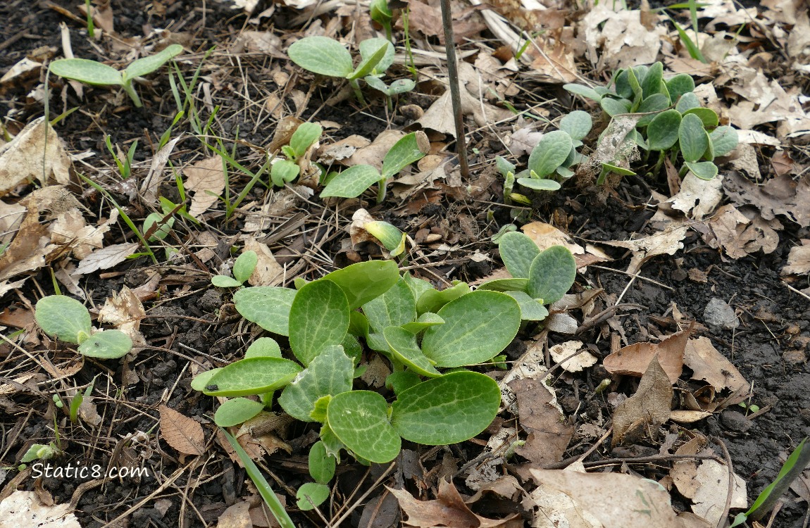Squash seedlings growing in the ground