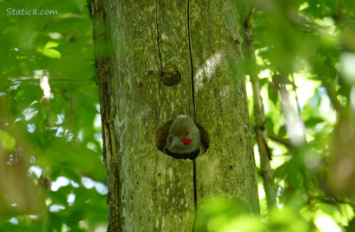 Male Flicker looking out from his nest hole