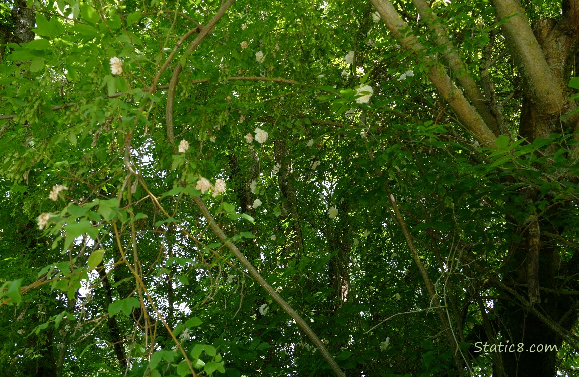 Looking up at trees