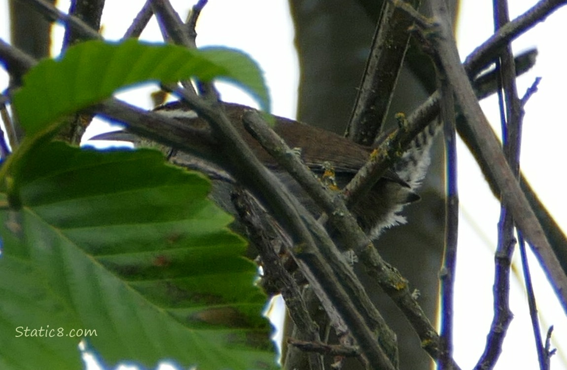 Bewick Wren behind many sticks
