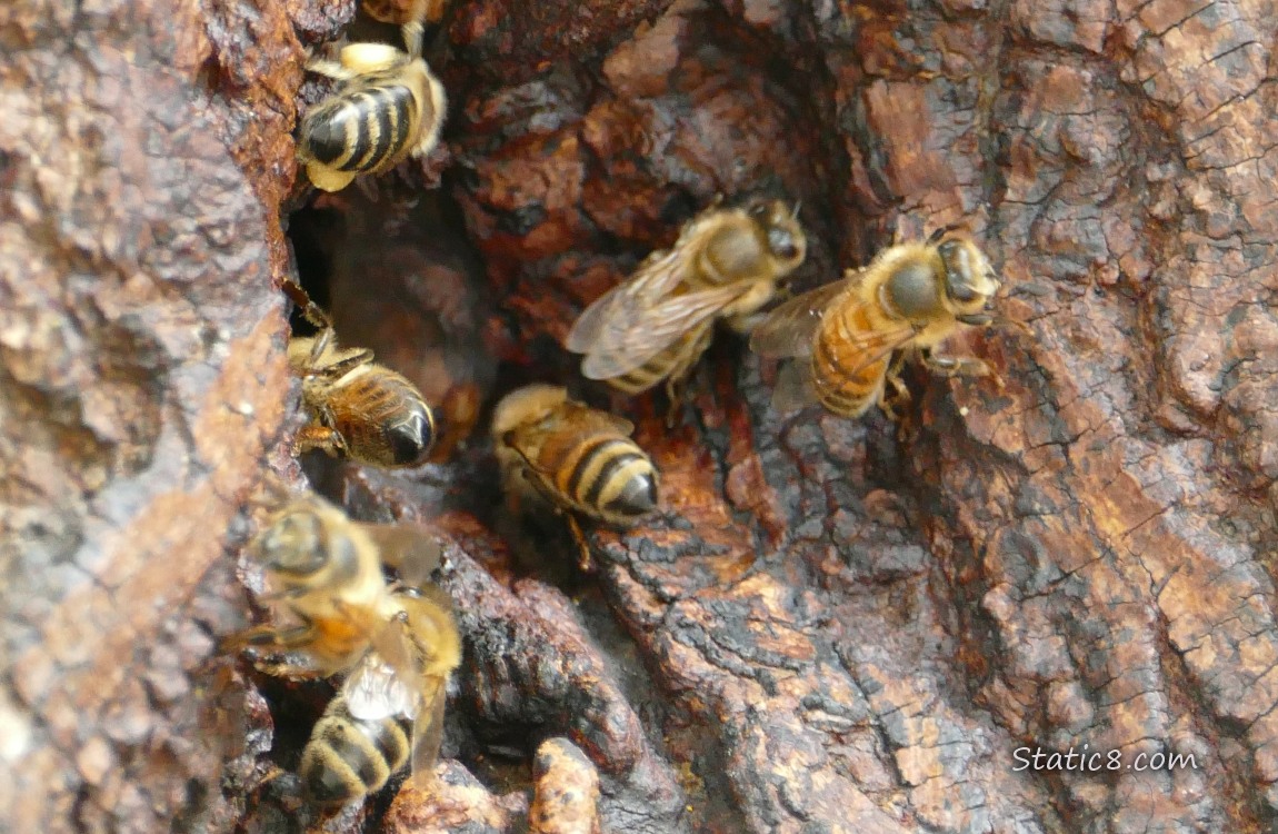 Honey Bees going in and out of a hole in a tree
