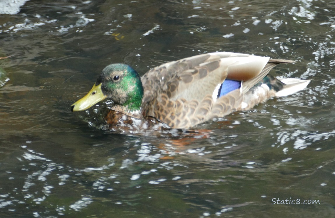 Male Mallard paddling on the water