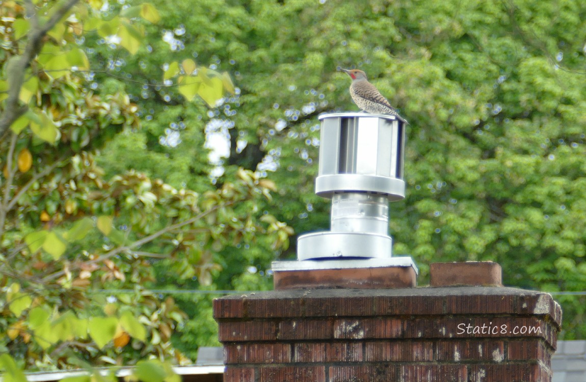 Male Flicker standing on a metal chimney covering
