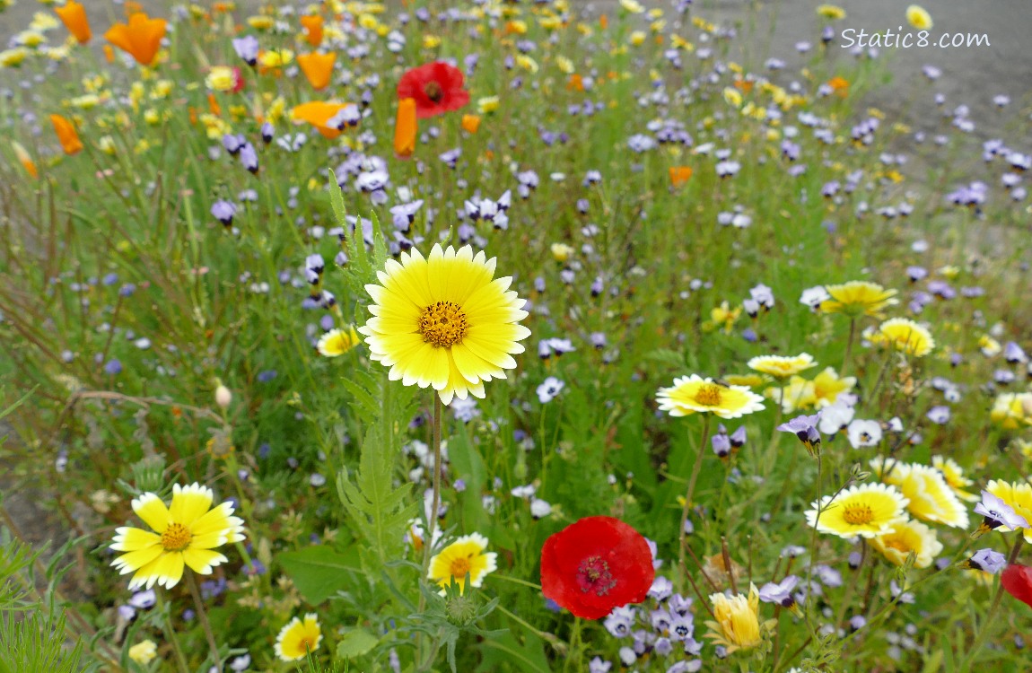 Wildflowers