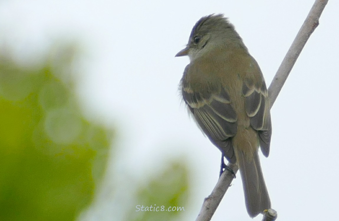 Wood Pewee standing on a diagonal twig