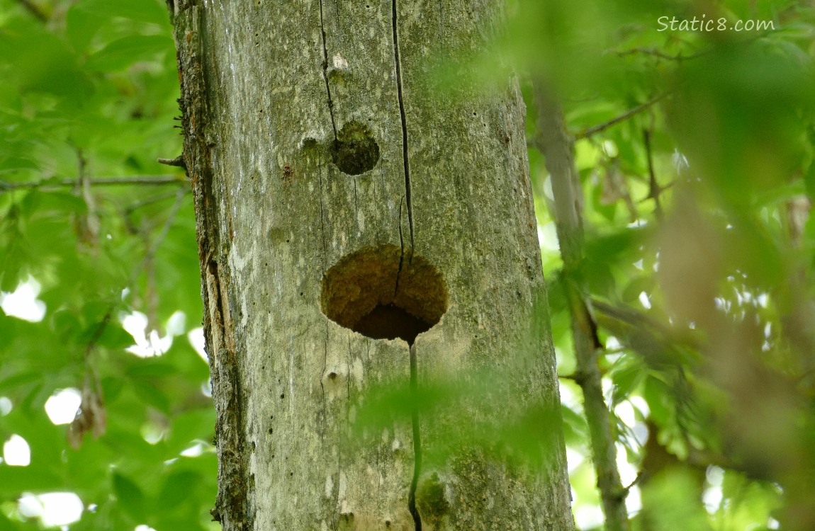 Woodpecker hole in a dead tree trunk