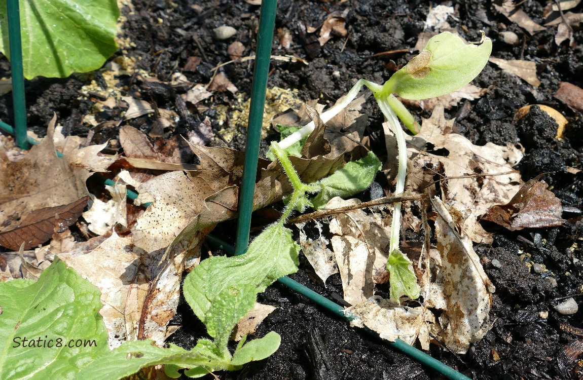 Dead cucumber plant