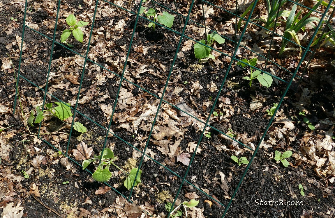 Garden Plot
