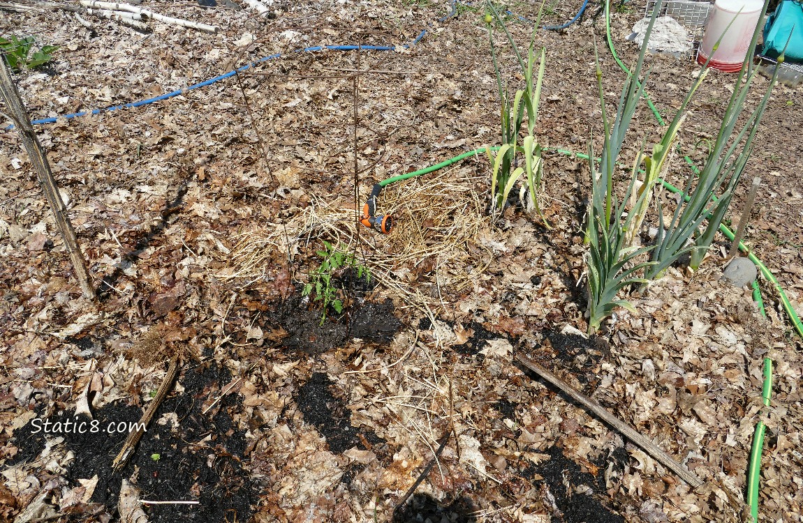 Garden Plot