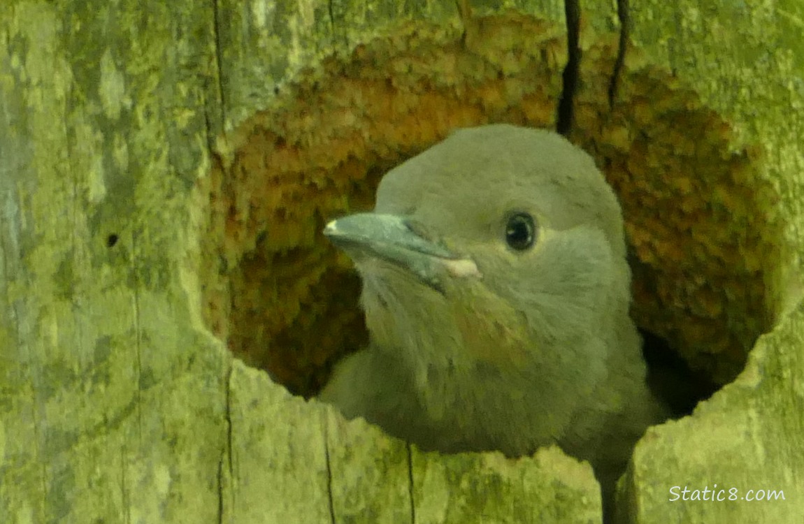 Flicker baby sticking her face out of the nest hole