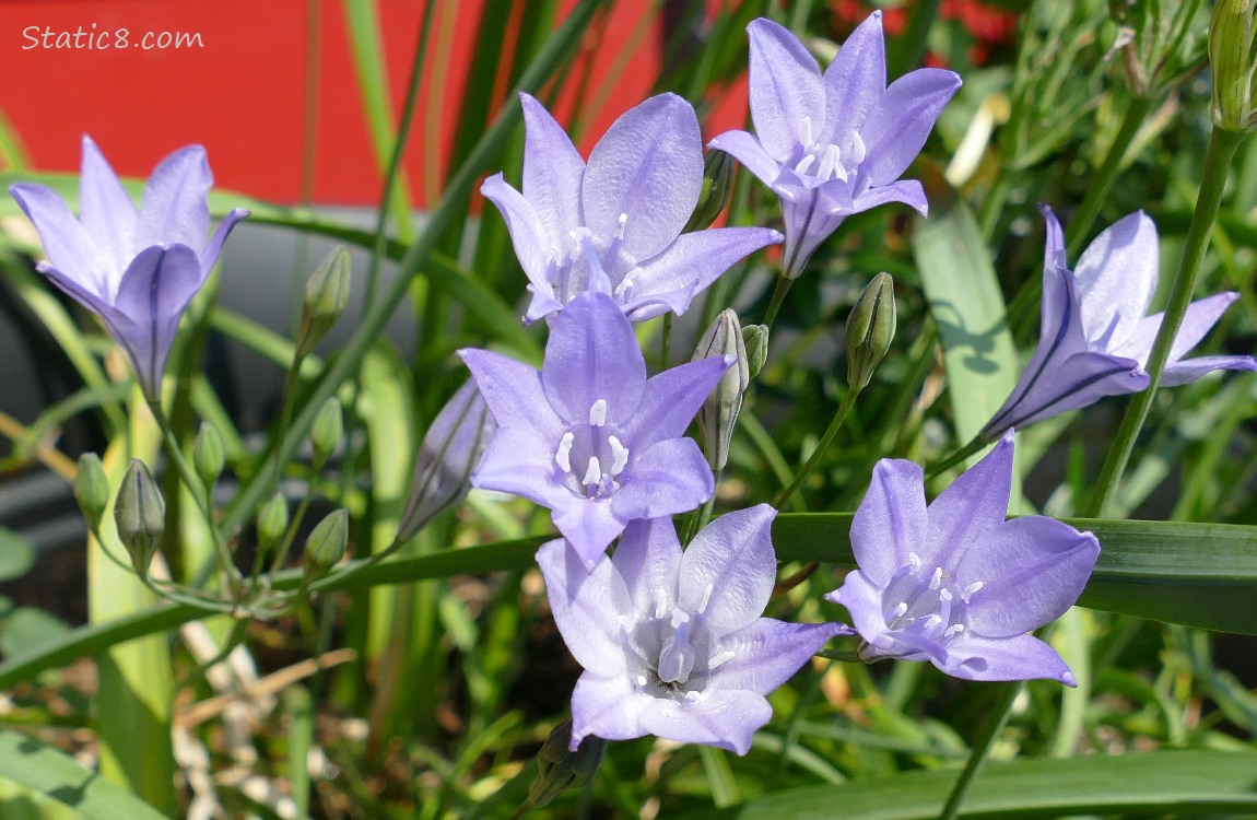 Purple flowers