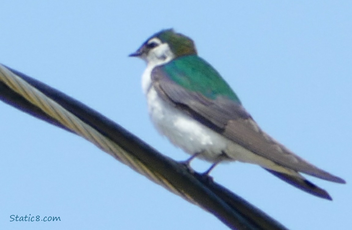 Violet Green Swallow standing on a power line with the blue sky behind