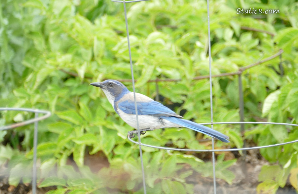 Scrub Jay standing on a wire tomato cage