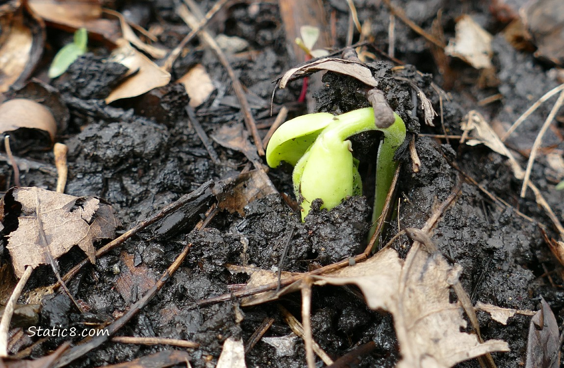 Germinating bean plant